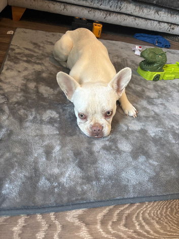 Platinum French Bulldog