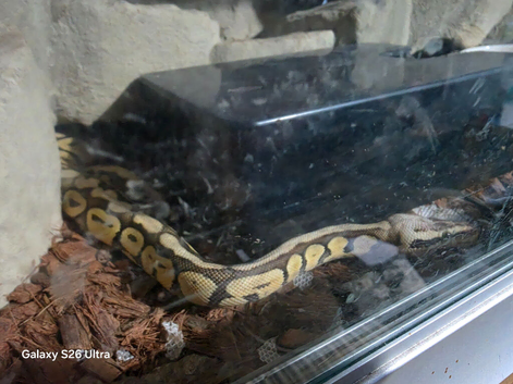 mojave het clown female royal