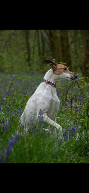 Lurcher pups