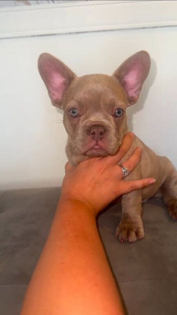 Blue eyed open nose.Elite French bulldog puppies- top pedigree lines