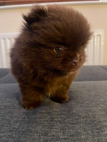 Chocolate pomeranian boy unique lines