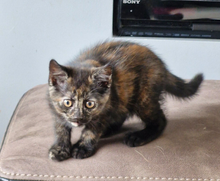 Black tortie kitten