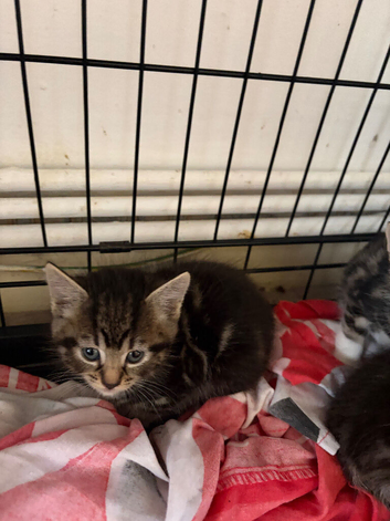 Beautiful half main coon kittens