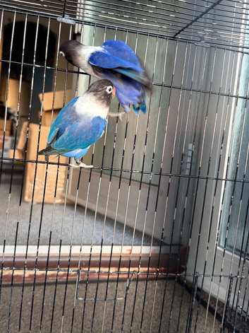Love bird
