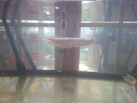 Arowana fish
