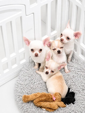 Adorable chihuahua puppies ready for there forever home