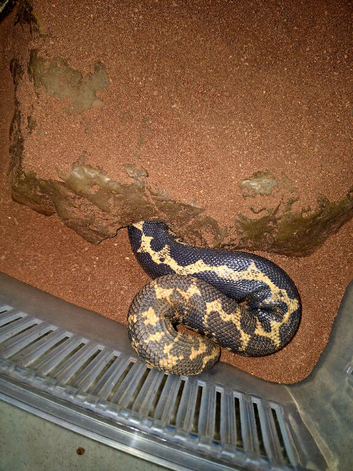 Sand boa chunky female