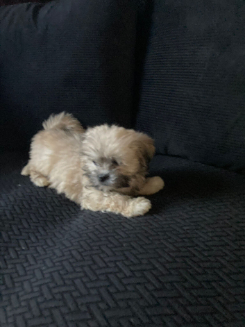 Adorable Fluffy Lhasa Apso Puppies For Sale