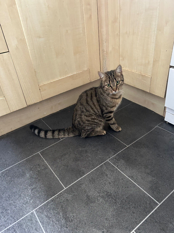 Bengal x Tabby