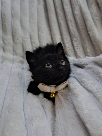 Gorgeous British shorthair mix kitten