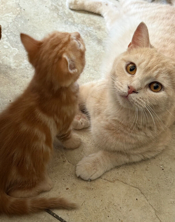 Pretty British short hair X mainecoon kittens
