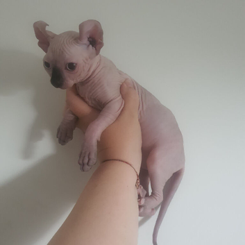 Beautiful Sphynx Kittens (Boy & Girl)