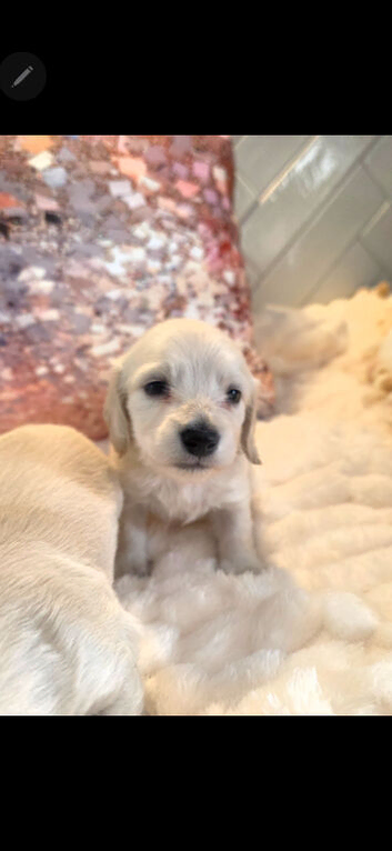 Stunning snow white cream miniature Dachshunds kc registered