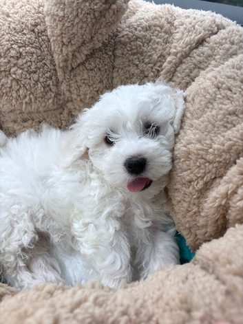 8 week old bichon girl