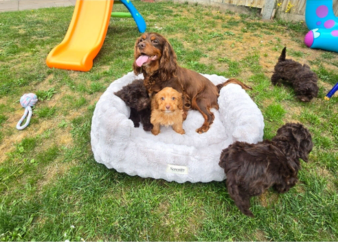 4 LEFT!! Stunning litter of 5 F1 cockapoo puppies