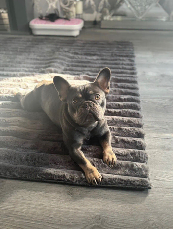 French bull dog female