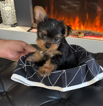 Beautiful Yorkshire Terrier Girl Puppy SOLD !!!!