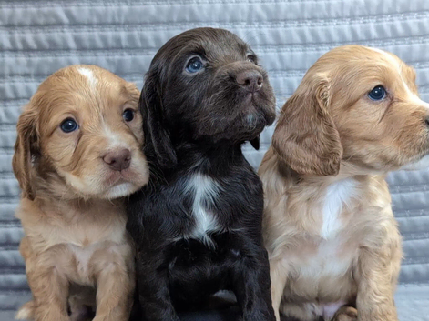 WAITING LIST Kc Reg Working Cocker Spaniel Puppies