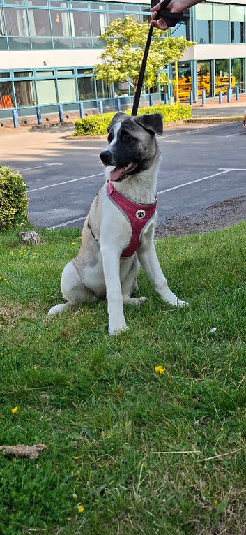 American Akita 8 month old