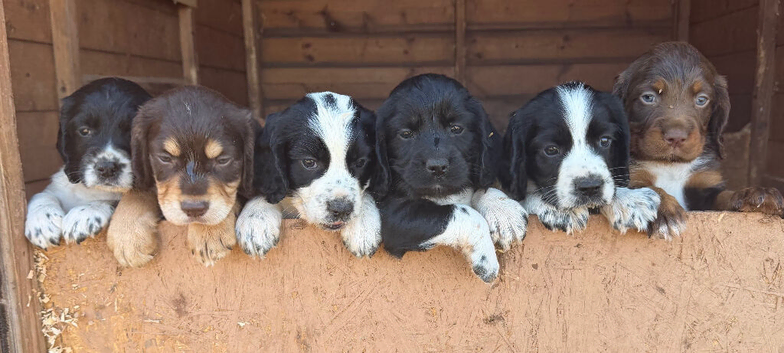 Beautiful Sprocker Puppies F1 hybrid from working Kc reg parents