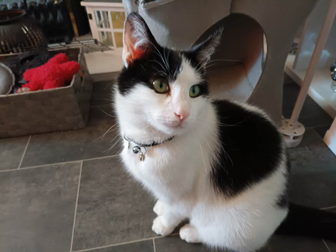 Mixed breed cat