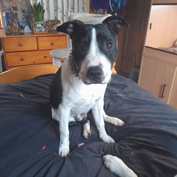 Staffy