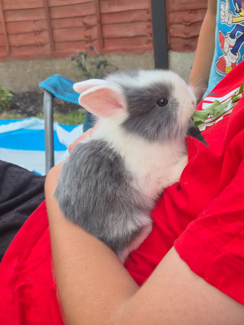 Lionhead baby bunnies
