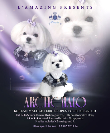 100% Korean tiny Maltese well proven 5* rated licensed stud