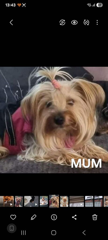 Gorgeous Yorkshire Terrier Puppies