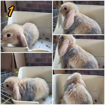 Lionhead/mini lop babies