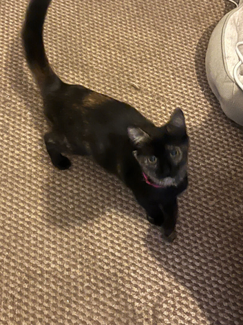 2 kittens looking for new homes