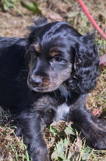 Female cockapoo x cockailer puppy for sale