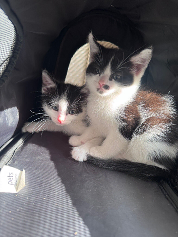 Kittens x 2 litters