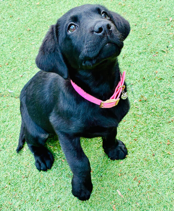 Beautiful black lab ( female )
