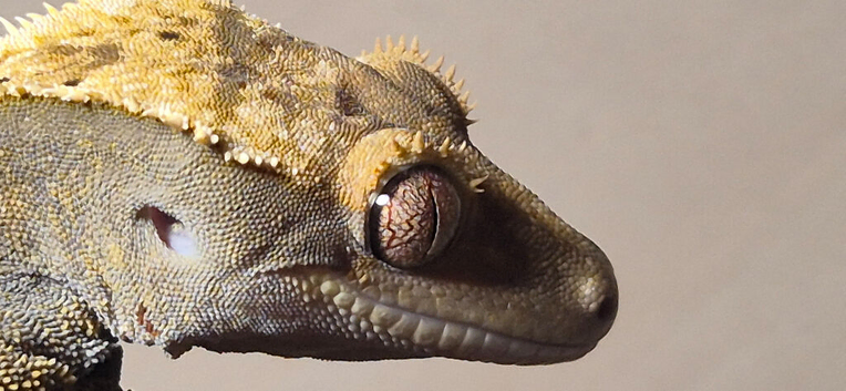 Crested Gecko
