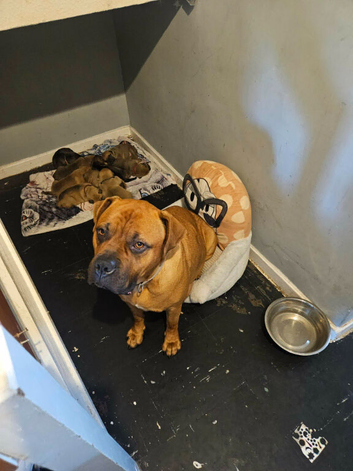 Dogue de bordeaux mix