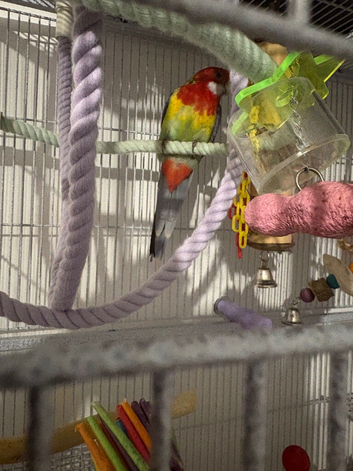 Skittles