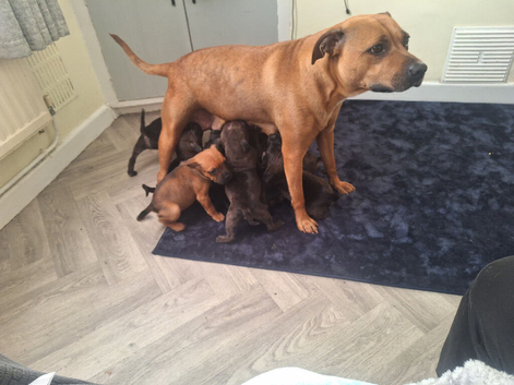 Staffy pups for sale
