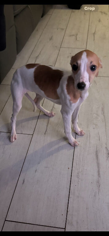 Whippet/Italian greyhound
