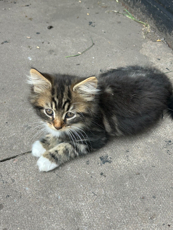 7 beautiful kittens