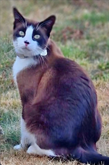 Missing Brown Ragdoll Cross Cat