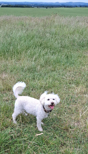 8 year old Poochon