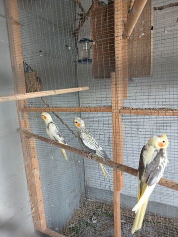 Baby pied cockatiels