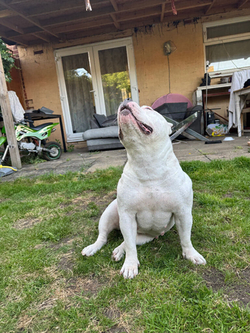 American bully