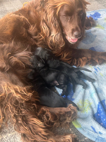 Working cocker mum 4 pups left of 6 , 23 days old cross