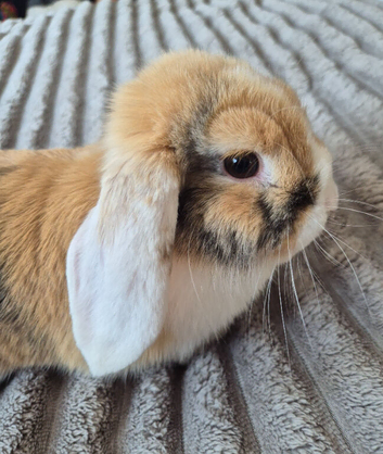 Gorgeous Young Male Mini Lop Rabbit / Bunny