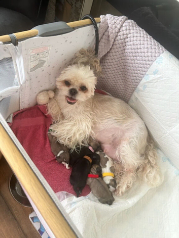 Shih Tzu puppies