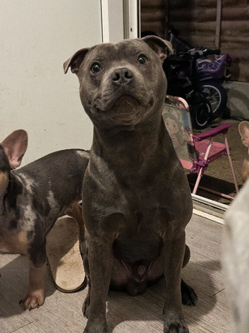 Stunning Blue Staffordshire Bull Terrier for stud
