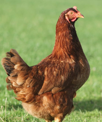 POL Hens available now