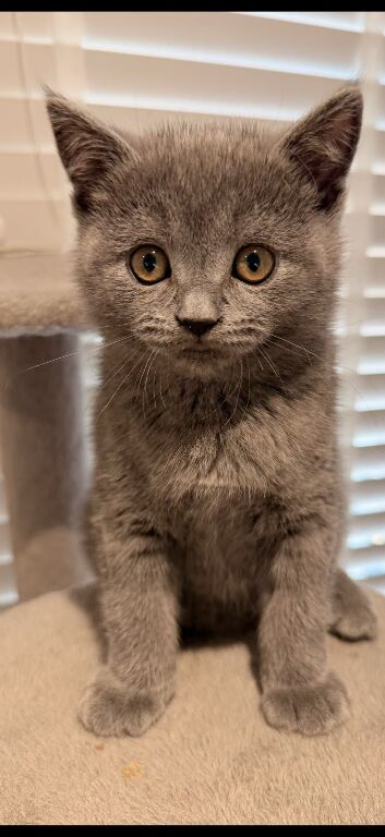 British Shorthair Kittens